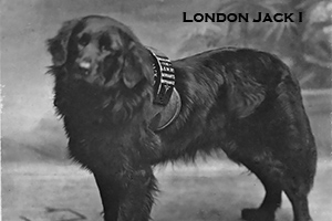 Charity collecting dog London Jack 1