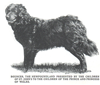 Bouncer, Newfoundland dog of the Prince of Wales