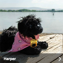 blog harper