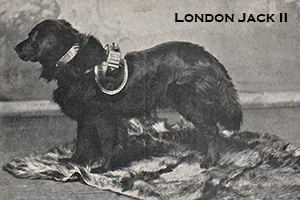 Charity collecting dog London Jack 2