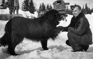 gander shaking hands