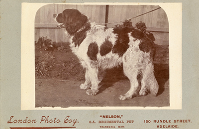 Nelson, mascot from South Australia during the Boer War