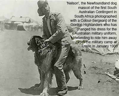 Nelson, mascot from South Australia during the Boer War