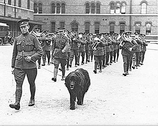 sable chief on parade